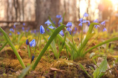 błękitne-małe-kwiat-śnieżyczki-wiosna-krajobraz-50289338
