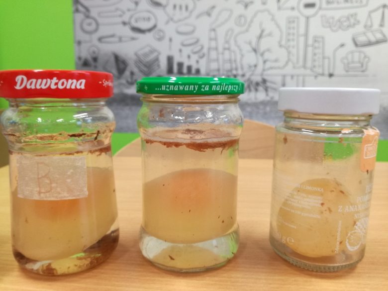 Czy Sole Mineralne Mają Wpływ Na Właściwości Skorupki Jaja Kurzego Doświadczenie biologiczne w klasie V | Katolicka Szkoła Podstawowa w